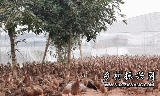 洪雅县俊丰养殖专业合作社.jpg
