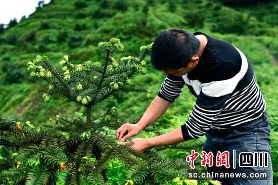  洪雅目禅寺杉木2.5代种子园里忙碌的工作人员。洪雅县国有林场供图