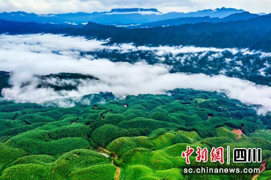 绿海瓦屋。张锐红摄