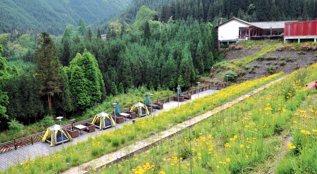 帐篷旁山花烂漫