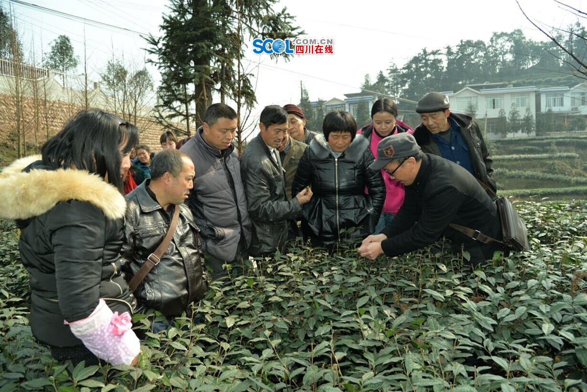 茶园里讲解茶叶防病虫害知识