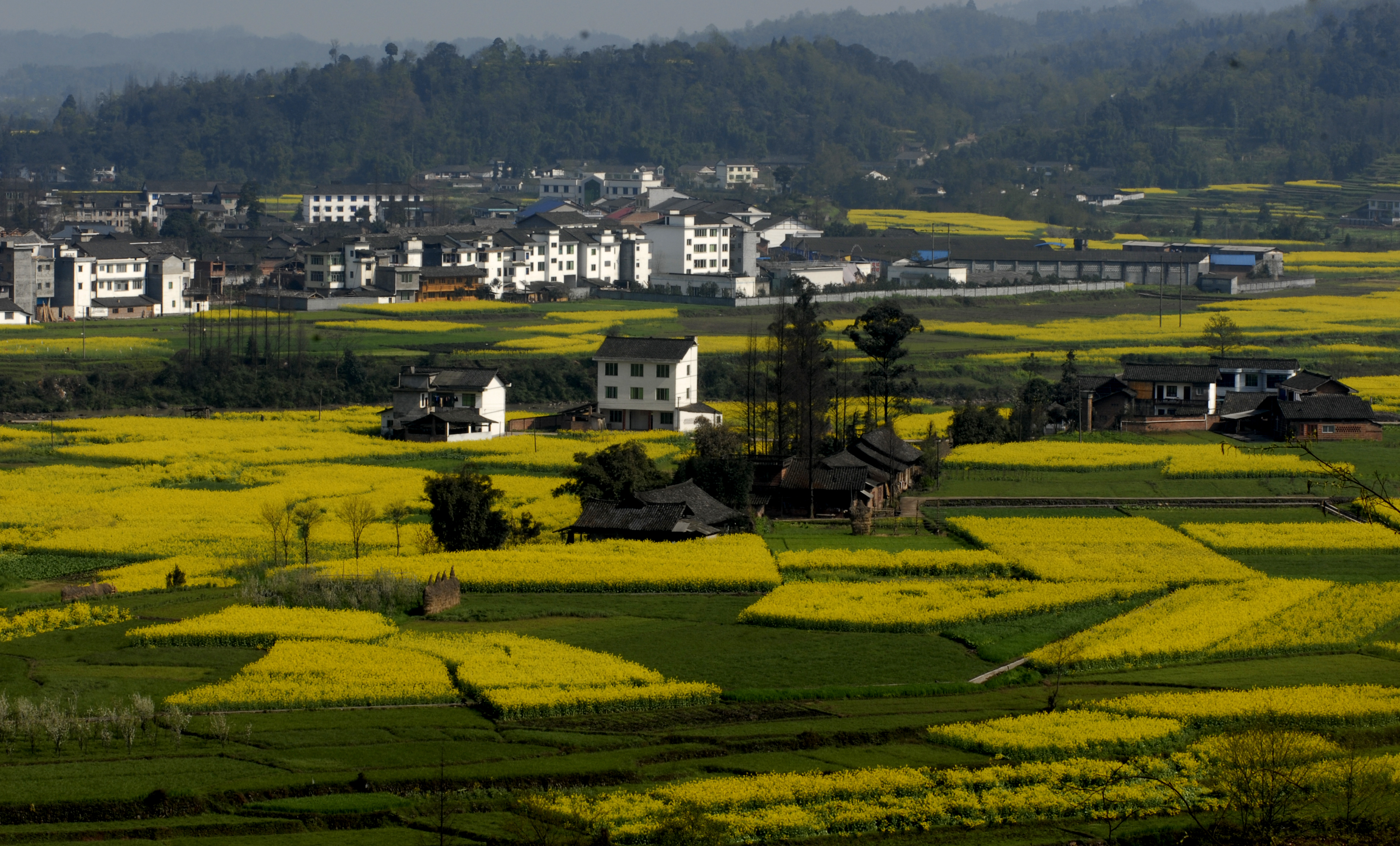 春染柳江-洪雅县人民政府