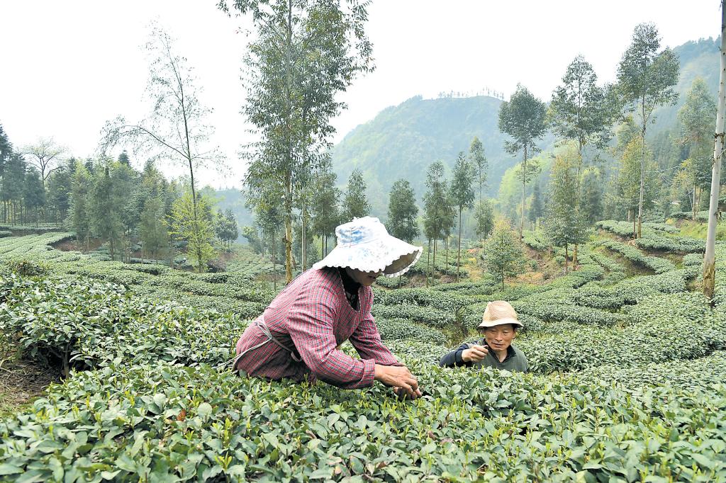 茶农正在采摘春茶
