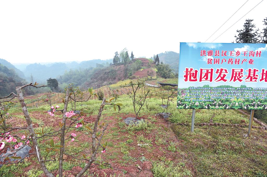 王沟村的中药种植基地